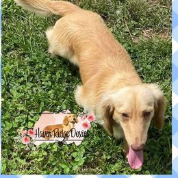 Dachshund Puppies from Haven Ridge Doxies