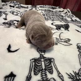 Rocco - Lilac dilute male Chinese Shar-Pei puppy in Auburn, Kansas from Justin's Chinese Shar-Pei