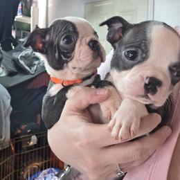 Boston Terrier Puppies from 907 Bostons