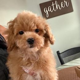 Sir sock - Apricot male Maltipoo puppy in Southern,, California from Maltipoo Tiny Pups & More