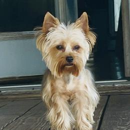 Channel - Yorkshire Terrier
