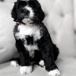 Bristol - Black and white Portuguese Water Dog puppy in Mount Vernon, Ohio from Portie Club PWD's