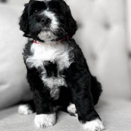 Bristol - Black and white Portuguese Water Dog puppy in Mount Vernon, Ohio from Portie Club PWD's