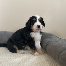 Miss Red - Bernedoodle puppy in Seattle, Washington from Mochi Bernedoodles
