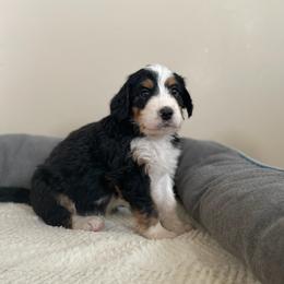 Miss Red - Bernedoodle puppy in Seattle, Washington from Mochi Bernedoodles