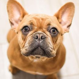 French Bulldogs from NVME Frenchies