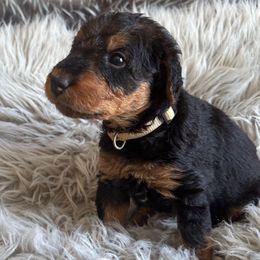 Miss Beige - Black and tan female Airedale Terrier puppy in Huntersville, North Carolina from Cool Hand Luke Kennels