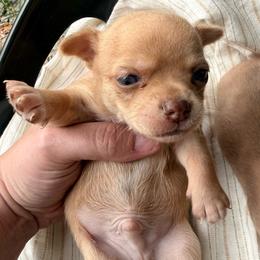 Boy 2 - Fawn brindled black male Chihuahua puppy in Sherwood, Arkansas from Bartelt Breeders