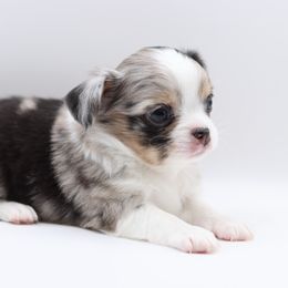 Lux - Merle male Chihuahua puppy in Tulsa, Oklahoma from H-3 Chihuahuas