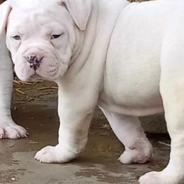 American Bulldogs from Thomas Bulldogs