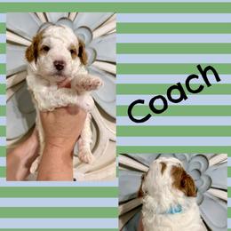 Coach - Parti male Goldendoodle puppy in Chattanooga, Tennessee from Scenic City Doodles