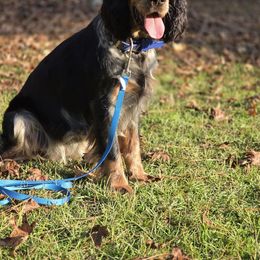 Bryna - English Springer Spaniel