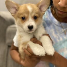 Tucker - Red male Pembroke Welsh Corgi puppy in Urbana, Ohio from Edgewood Farm and Kennel