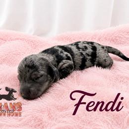 Fendi - Dapple female Dachshund puppy in Hockley, Texas from Shans Down Home Doxies