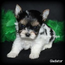 AKC Tiny Baby Doll Face Gladiator - Black tan and white male Biewer Terrier puppy in Kennesaw, Georgia from Dreamy Pups