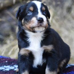 Joe - Black tri-color male Australian Shepherd puppy in Darrington, Washington from Cart River Aussies