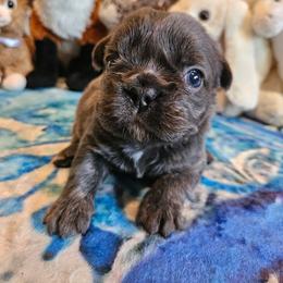 Pearl (FLUFFY) - Blue fawn female French Bulldog puppy in Bend, Oregon from High Lakes Frenchies