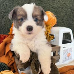 Ash - Blue male Pembroke Welsh Corgi puppy in Paxton, Illinois from McGovern Family Corgis