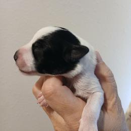 Male 2 - Black and white male Schnoodle puppy in Andalusia, Alabama from Kaleidoscope Kennels