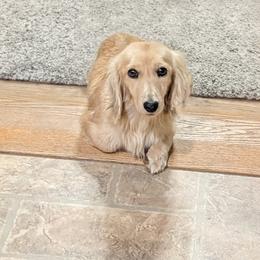 Jenny - Dachshund