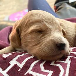 Goldendoodle Puppies from North Star Dog Training