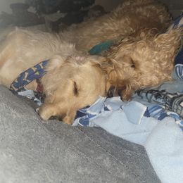 Goldendoodles from Just_Double_Doodlin