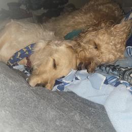 Goldendoodles from Just_Double_Doodlin