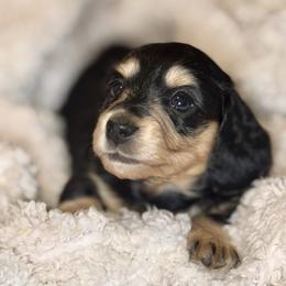 Dachshund Puppies from Glossy Doxies