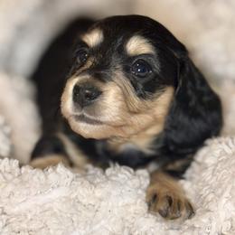Dachshund Puppies from Glossy Doxies