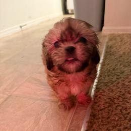 Pluto - Gold male Shih Tzu puppy in Huber Heights, Ohio from Little Healthy Purebred Pups