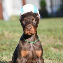 Stash-Buster - Red and rust male Doberman Pinscher puppy in Overton, Texas from Obsidian Kennel