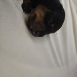 Shadow - Black and tan male Dachshund puppy in Payson, Arizona from Opal's Gemstone Doxies