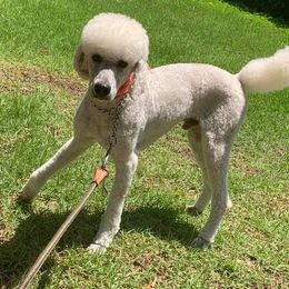 Poodles from Stacy Dillingham's Poodles