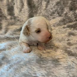 Beau - Parti male Poodle puppy in Haddam, Kansas from Golden B Acres
