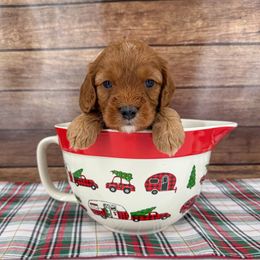 Mochi - Red male Cavapoo puppy in Beresford, South Dakota from DAKOTA DOOD RANCH