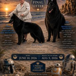 Puppy - Black female Belgian Sheepdog puppy in Virginia Beach, Virginia from Sea Major Belgians