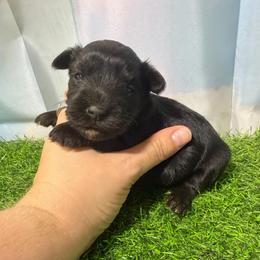 Bunni - Black female Miniature Schnauzer puppy in Lufkin, Texas from C&K’s Schnauzer House
