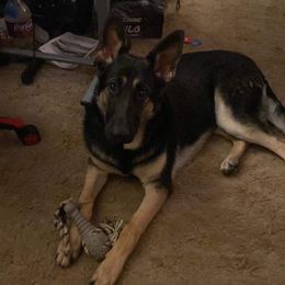 German Shepherd All Grown Up from Freiheit Von Himmel  Shepherds