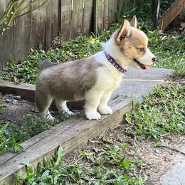 Pembroke Welsh Corgi Puppies from Newlands Insane Danes and Corgis