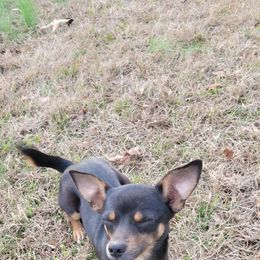 Chihuahua and Dachshund All Grown Up from Hope's pups
