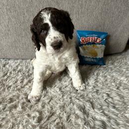 Ruffle - Brown male Poodle puppy in Richland, Washington from Sageland Poodles