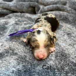 Cat - Chocolate merle female Bernedoodle puppy in New Ringgold, Pennsylvania from Hawk Mountain Doodles