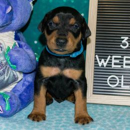 Black and Tan Boy - Black male German Pinscher puppy in Topeka, Kansas from Rhapsody German Pinschers