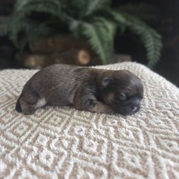 Girl 1 - Brindle female Shih Tzu puppy in Smithville, Georgia from The Luckie Puppy