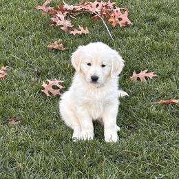 Golden Retriever Puppies from Lakeshore Goldens FXBG