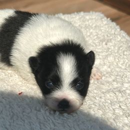 Panda - Black parti male Pomeranian puppy in Kansas City, Missouri from S&K Pomeranians