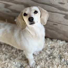 Dachshund All Grown Up from Flying G Dachshund