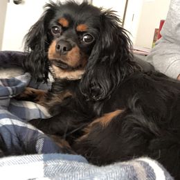 Cavalier King Charles Spaniel and Companion Cross All Grown Up from Bluffroads Cavaliers and Chiliers