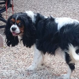 Polly - Cavalier King Charles Spaniel