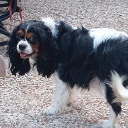 Polly - Cavalier King Charles Spaniel